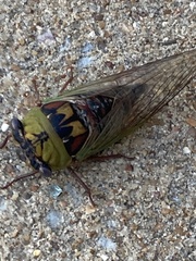 Megatibicen pronotalis