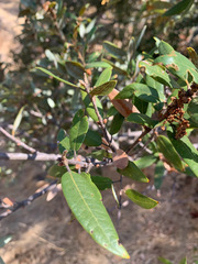 Quercus chrysolepis