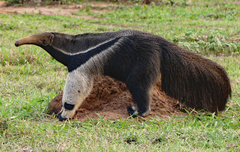 Myrmecophaga tridactyla