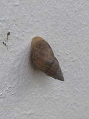 Bulimulus bonariensis