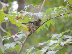 Pipilo erythrophthalmus