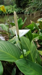 Spathiphyllum wallisii