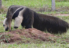 Myrmecophaga tridactyla