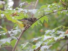 Pipilo erythrophthalmus