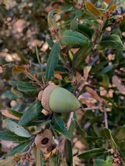 Quercus chrysolepis