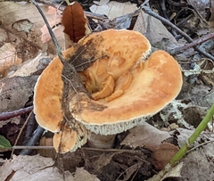 Hydnellum aurantiacum