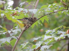 Pipilo erythrophthalmus