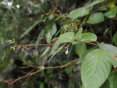 Paraboea swinhoei