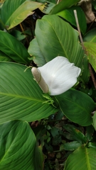Spathiphyllum wallisii