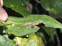 Celticecis spiniformis