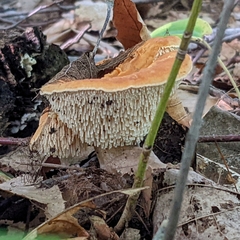 Hydnellum aurantiacum