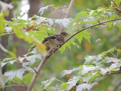 Pipilo erythrophthalmus