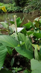 Spathiphyllum wallisii