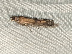 Elasmopalpus lignosella