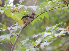 Pipilo erythrophthalmus