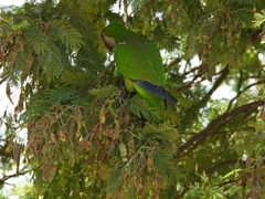 Myiopsitta monachus