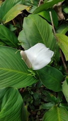 Spathiphyllum wallisii