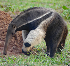 Myrmecophaga tridactyla