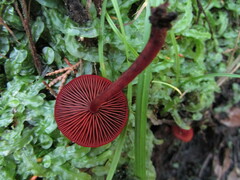 Cortinarius sanguineus