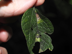 Pachypsylla celtidisumbilicus