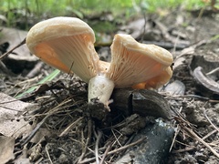Lactarius
