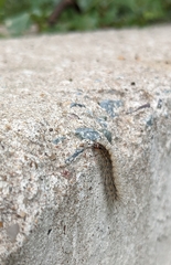 Hyphantria cunea