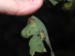 Pachypsylla celtidisumbilicus