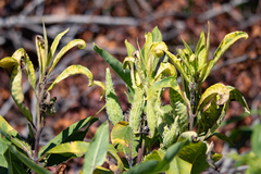 Asclepias syriaca