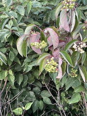 Cornus racemosa