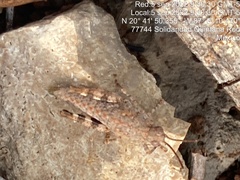 Heliastus sumichrasti