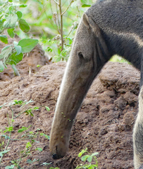 Myrmecophaga tridactyla
