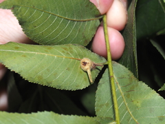 Caryomyia ansericollum