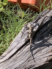 Pogona barbata