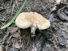 Lactarius