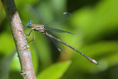 Archilestes californicus