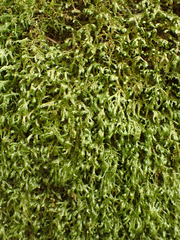 Homalia trichomanoides