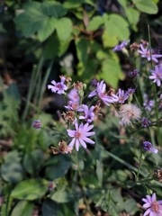 Symphyotrichum ciliolatum
