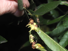 Caryomyia ansericollum