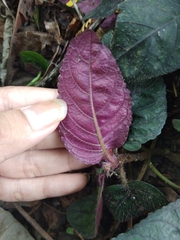 Strobilanthes reptans