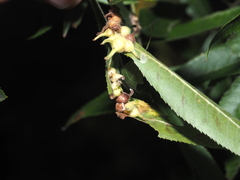 Caryomyia ansericollum