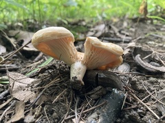 Lactarius