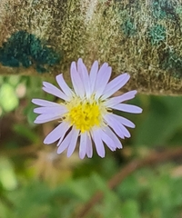 Symphyotrichum subulatum elongatum