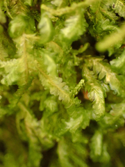 Homalia trichomanoides