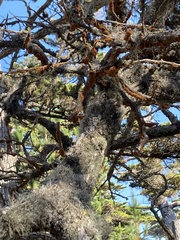 Trentepohlia aurea