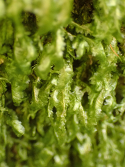 Homalia trichomanoides