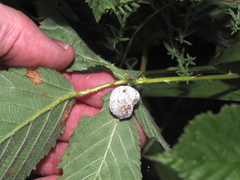 Neolasioptera farinosa