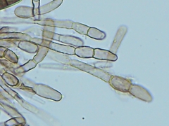 Geoglossum