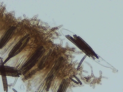 Geoglossum