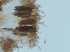 Geoglossum