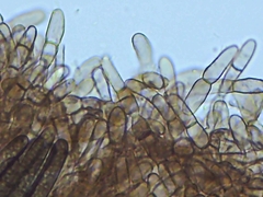 Geoglossum